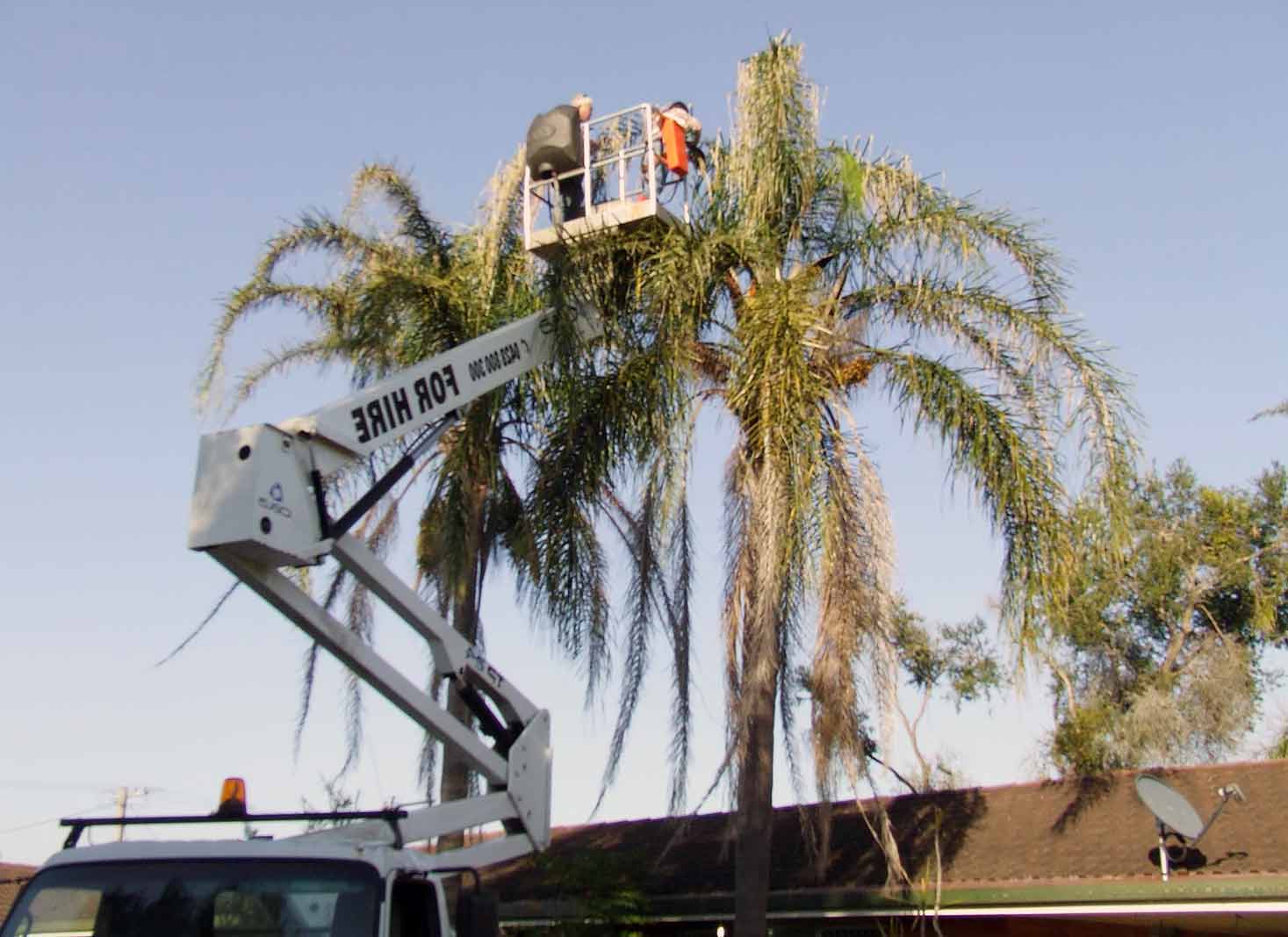 cocos palm tree