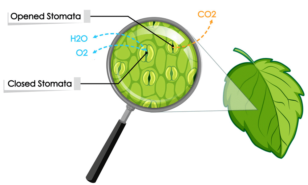 Where does oxygen come out from trees