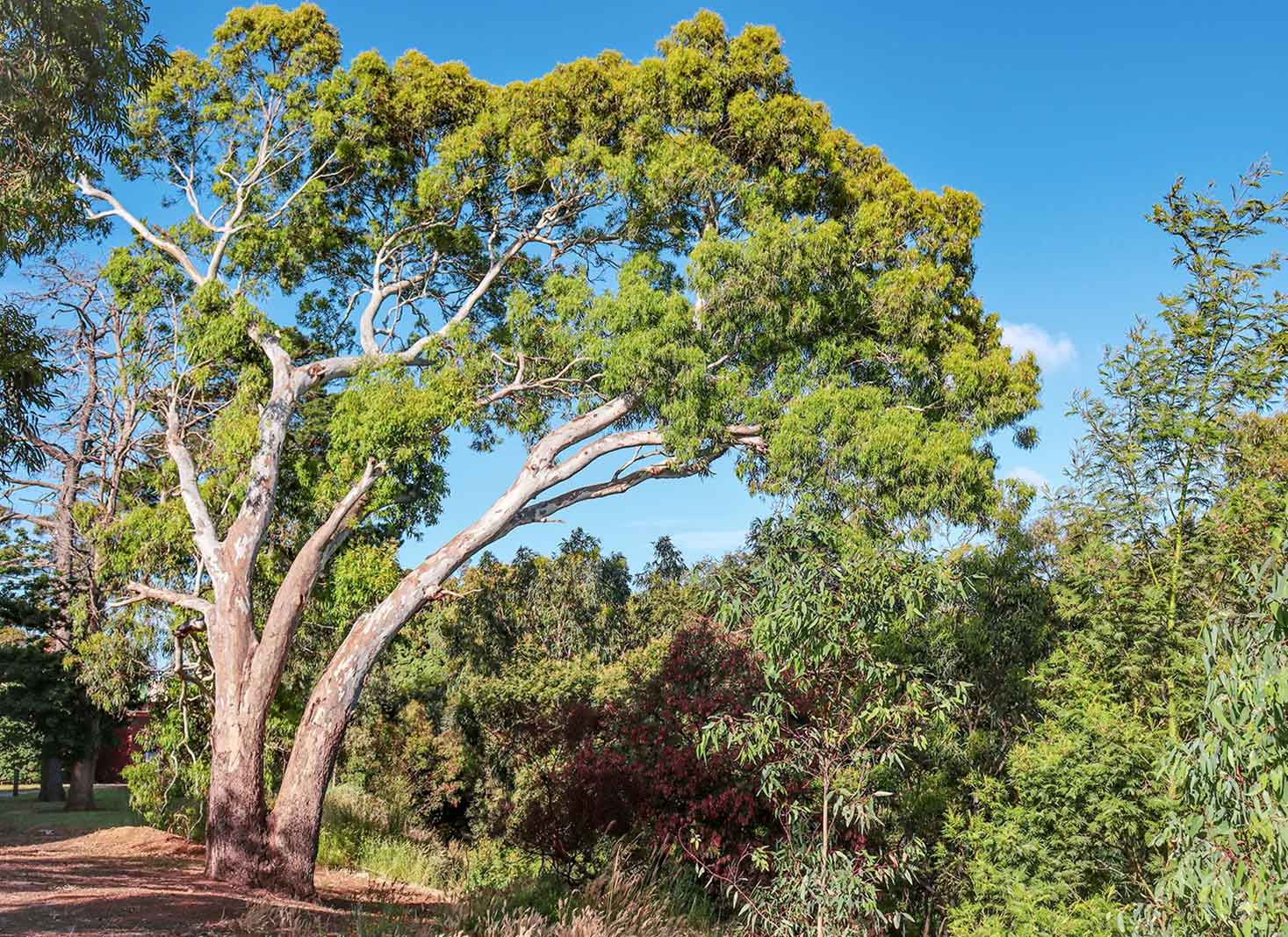 Are gum trees protected in NSW