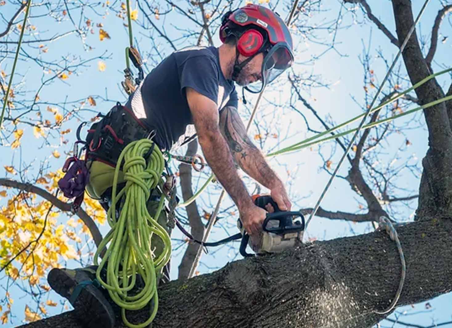 DIY vs Professional tree removal cost effective
