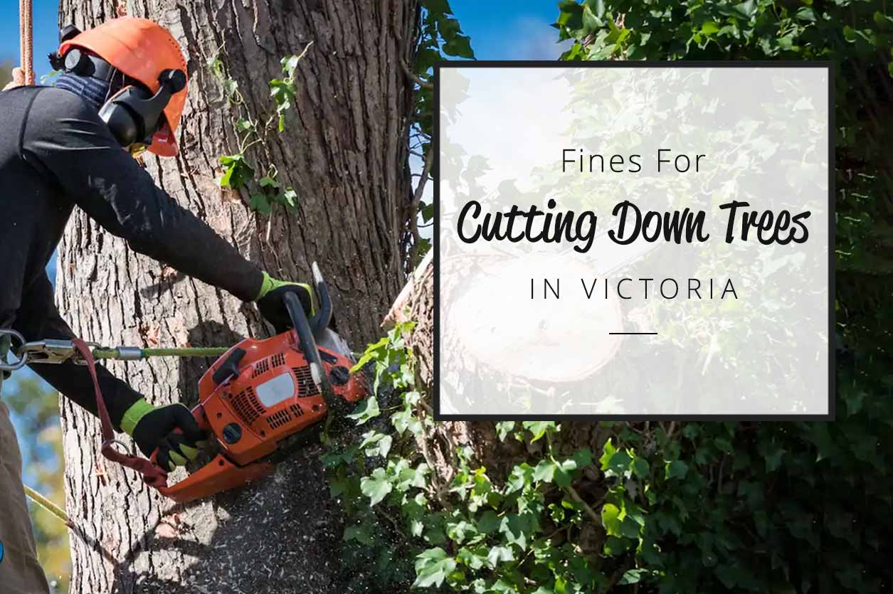 Fines for cutting down trees in victoria