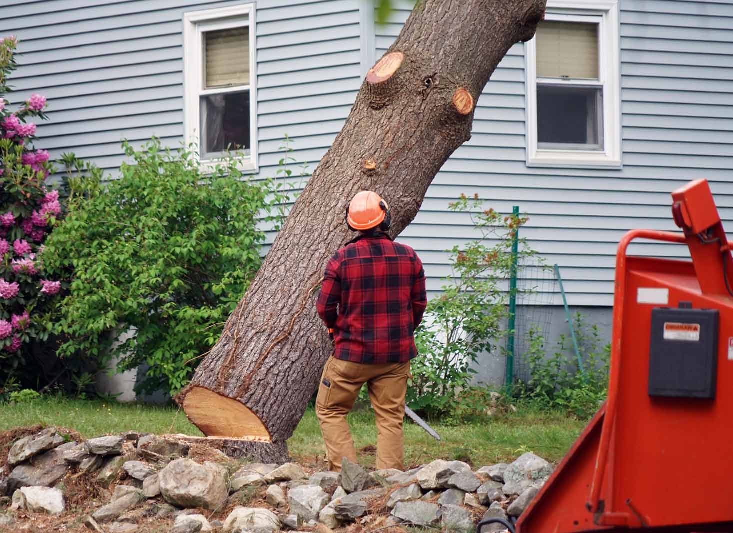 How to cut down a tree on your property without fines NSW