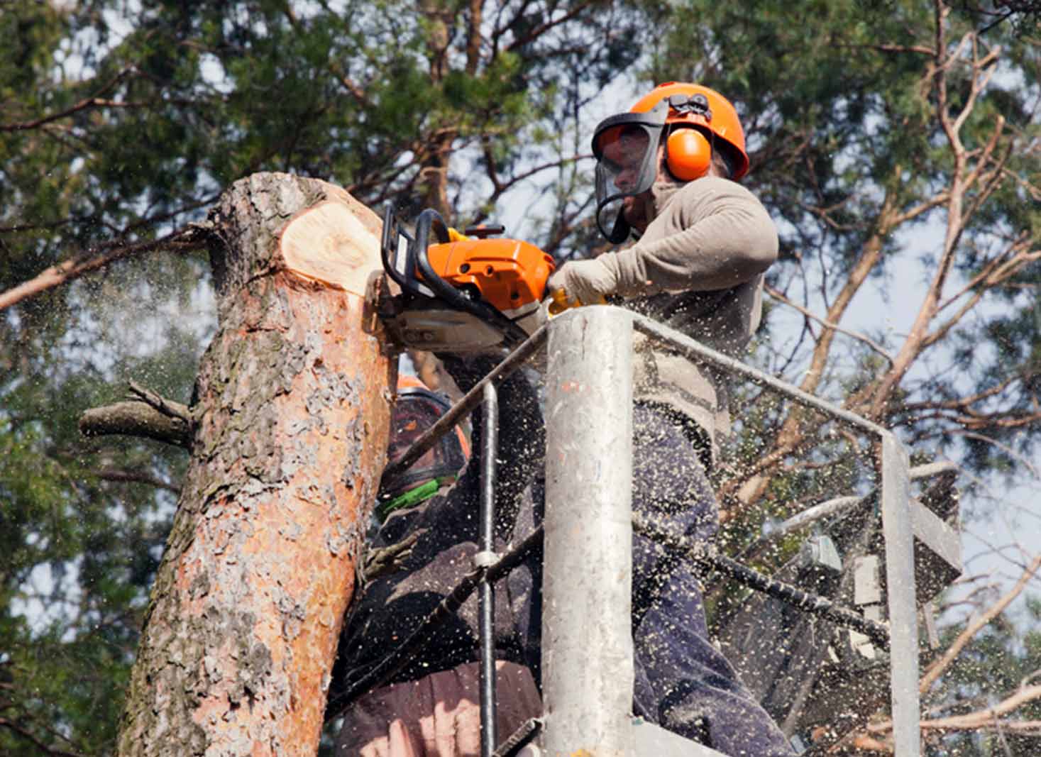 How to reduce the cost of tree removal in SA