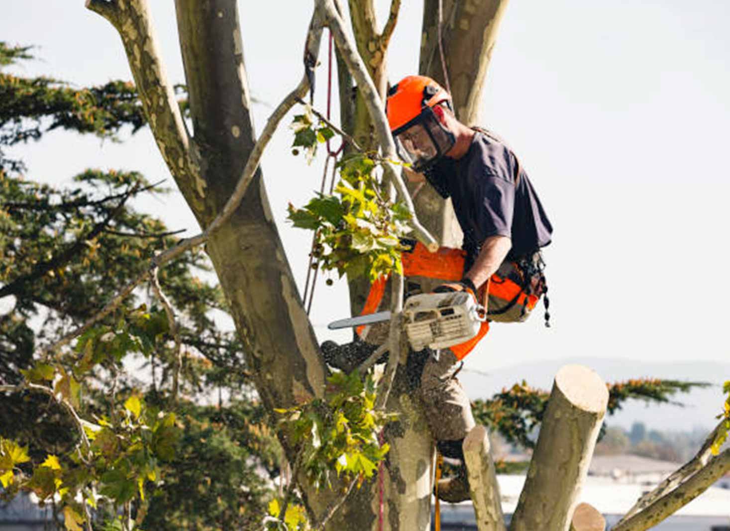 Penalty for tree removal without a permit in NSW