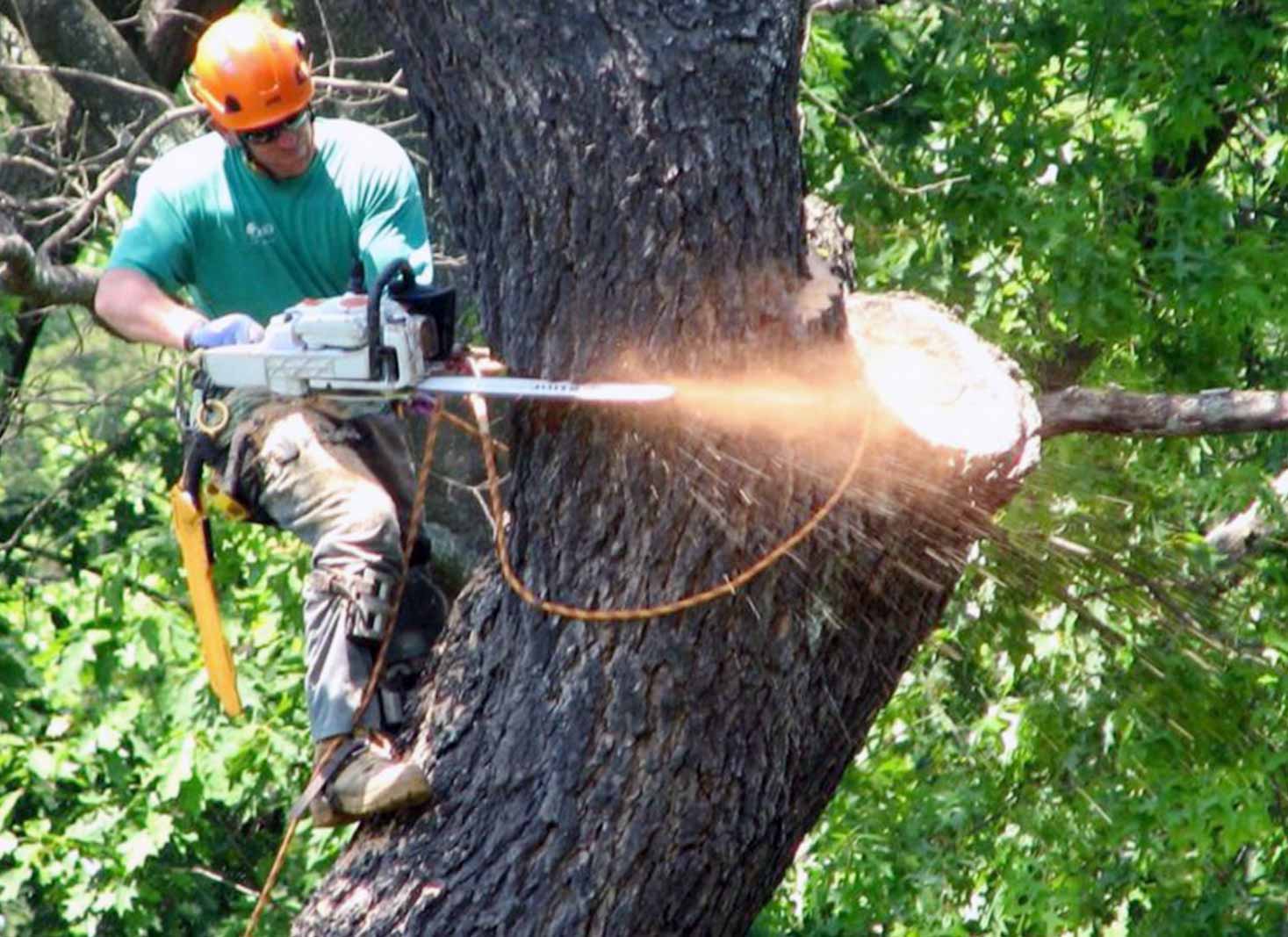 Protected trees in NSW