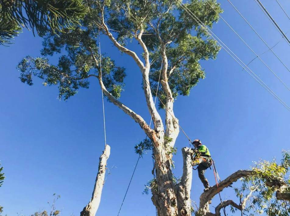 Tree Removal in Victoria 2023