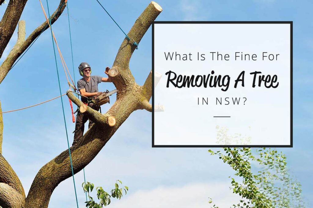 What is the fine for removing a tree in NSW
