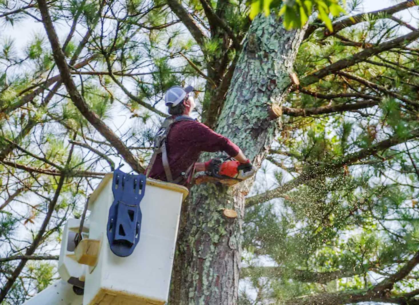 What permits are necessary for tree removal in SA