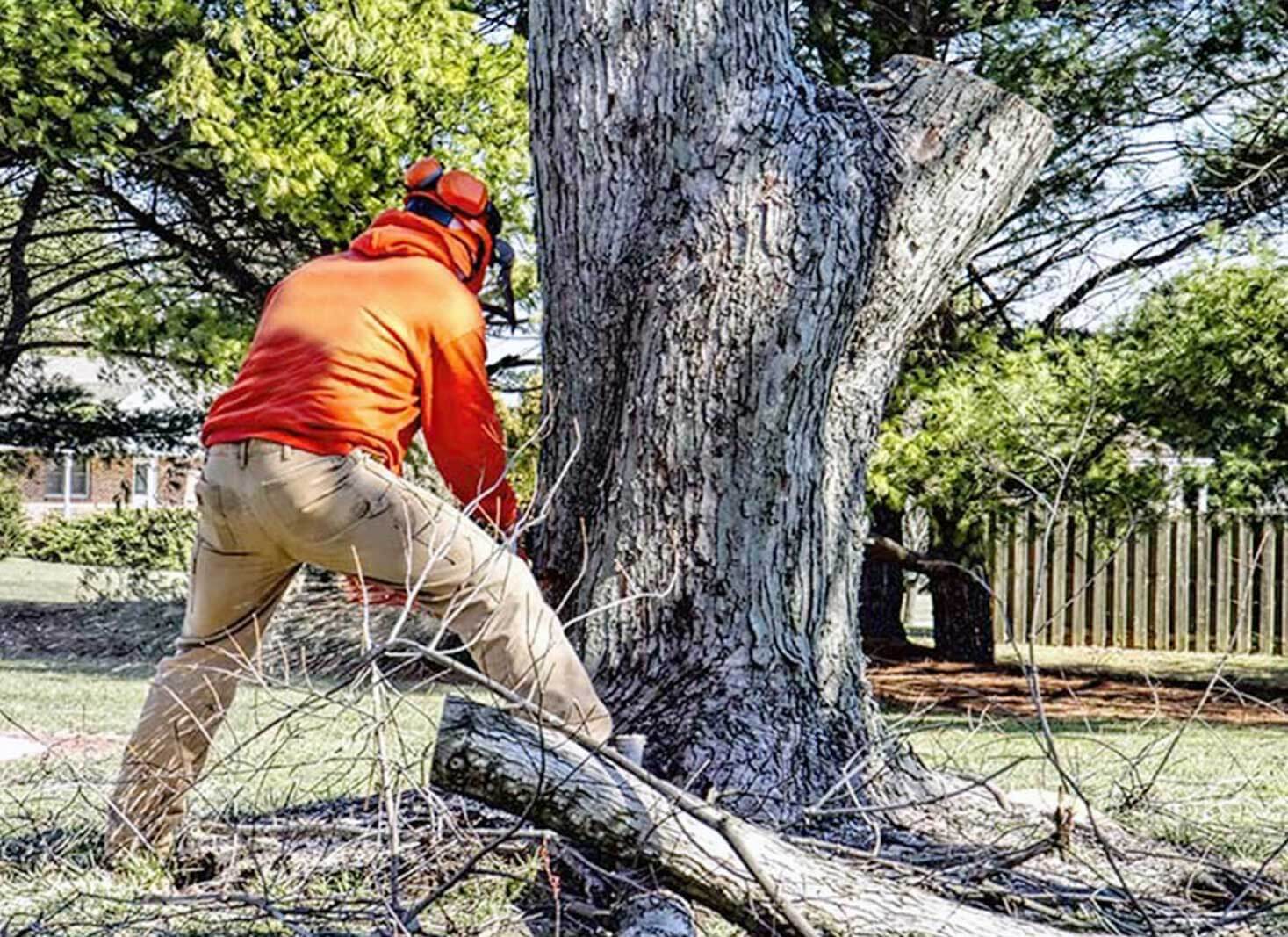 What trees can be removed without a permit SA