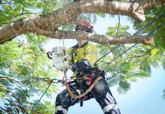 A professional arborist providing tree pruning services in Sydney