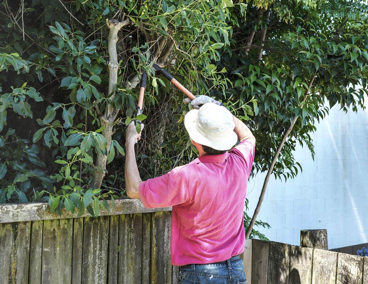 Improperly pruning a tree in Sydney mistake to avoid