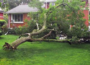 Does Home Insurance Cover Tree Damage