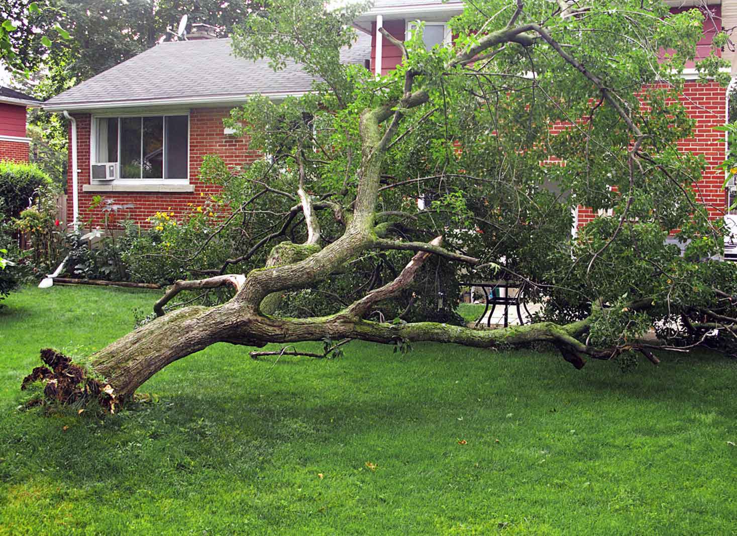 Does Home Insurance Cover Tree Damage