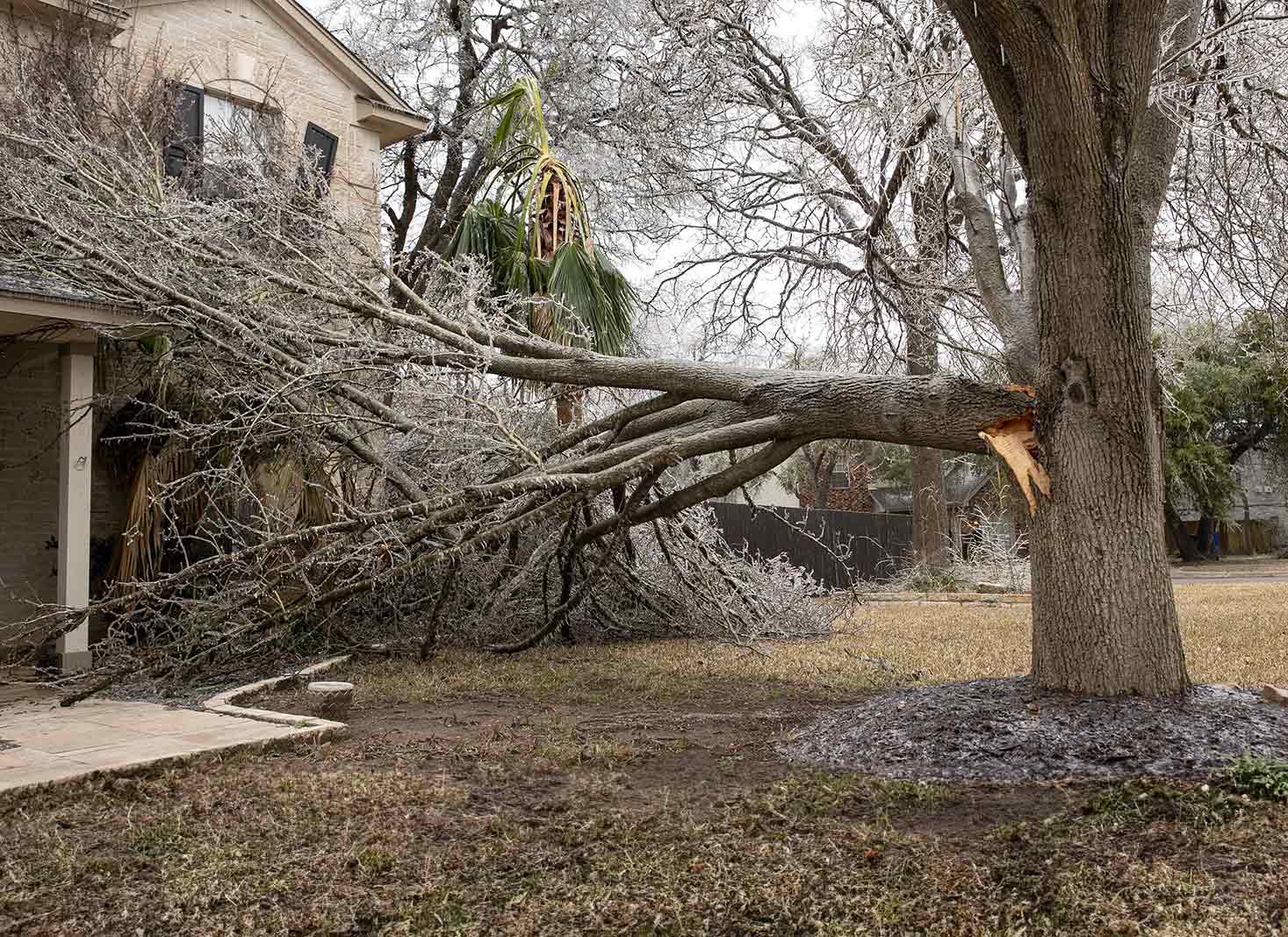 Filing a Tree Damage Insurance Claim