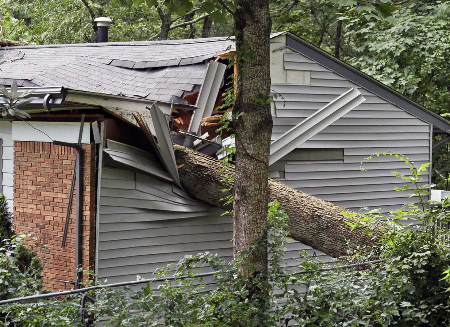 Neighbour's Trees and Home Insurance