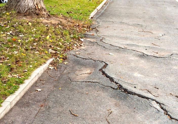 Understanding Signs of Tree Root Damage