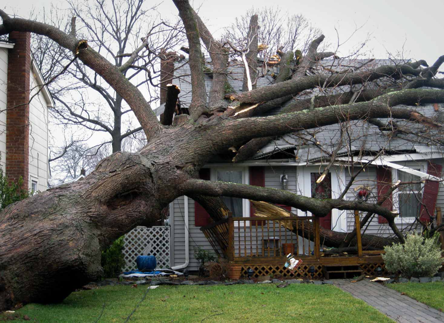 Determining responsibility for fallen trees