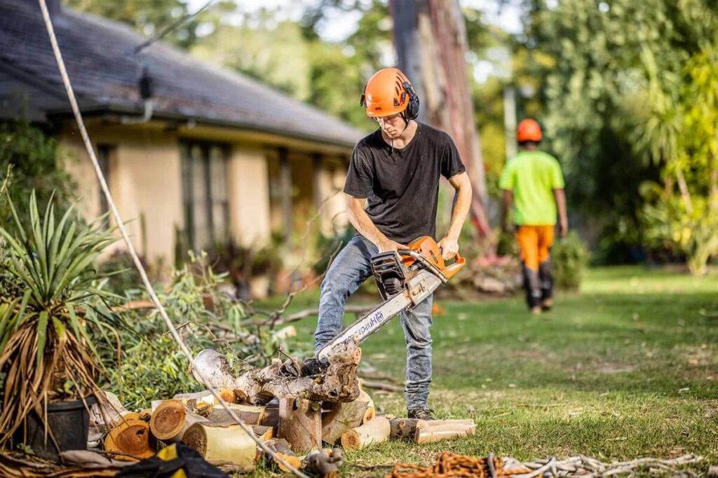 Tree Removal Cost Mornington Peninsula