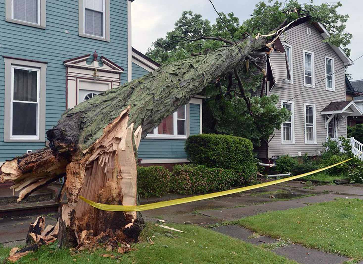 What to do when a neighbour's tree falls on your fence