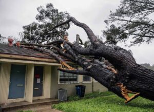 Who’s Responsible When a Neighbour’s Tree Falls on My Property