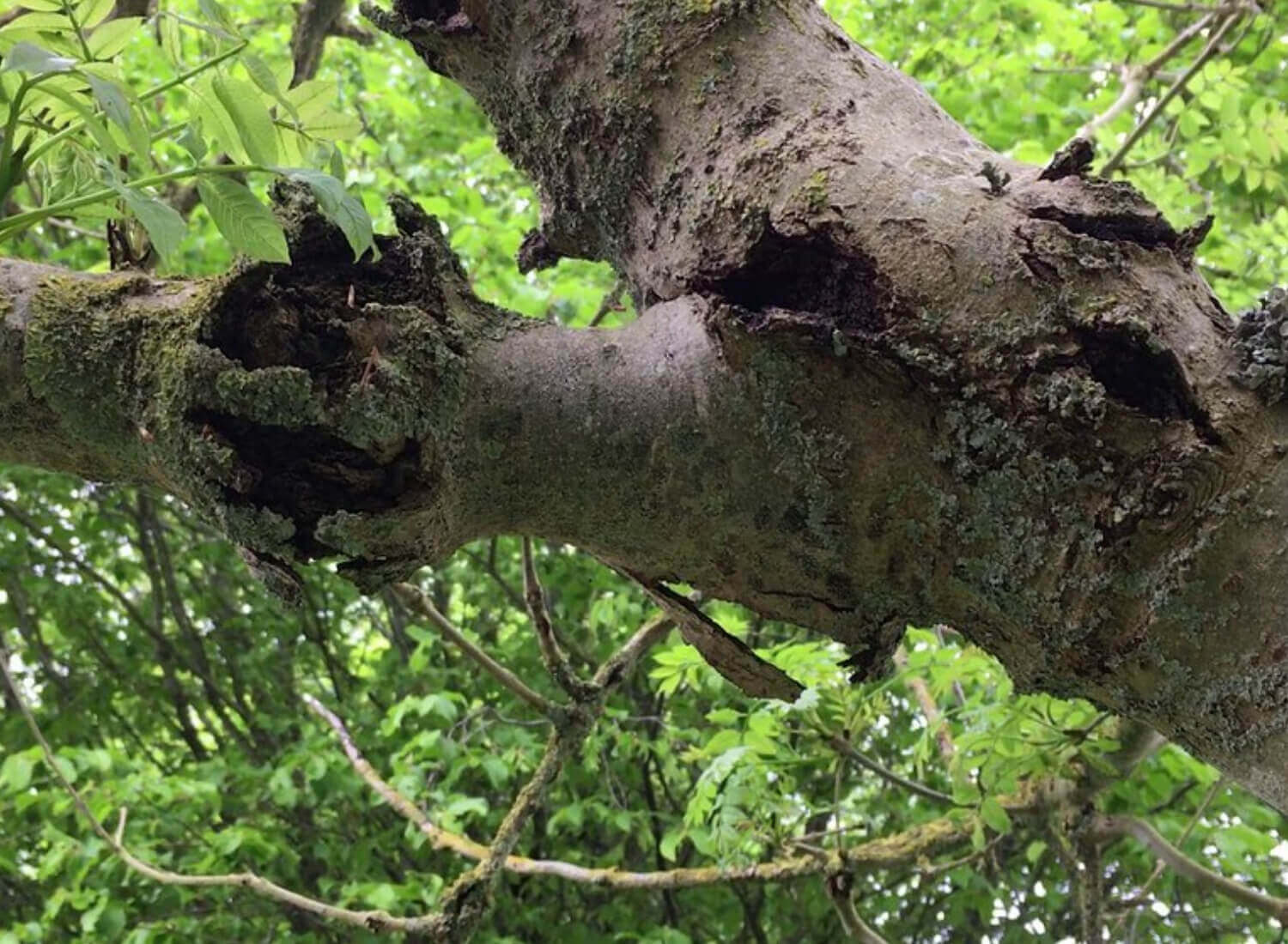 Background on Tree Diseases