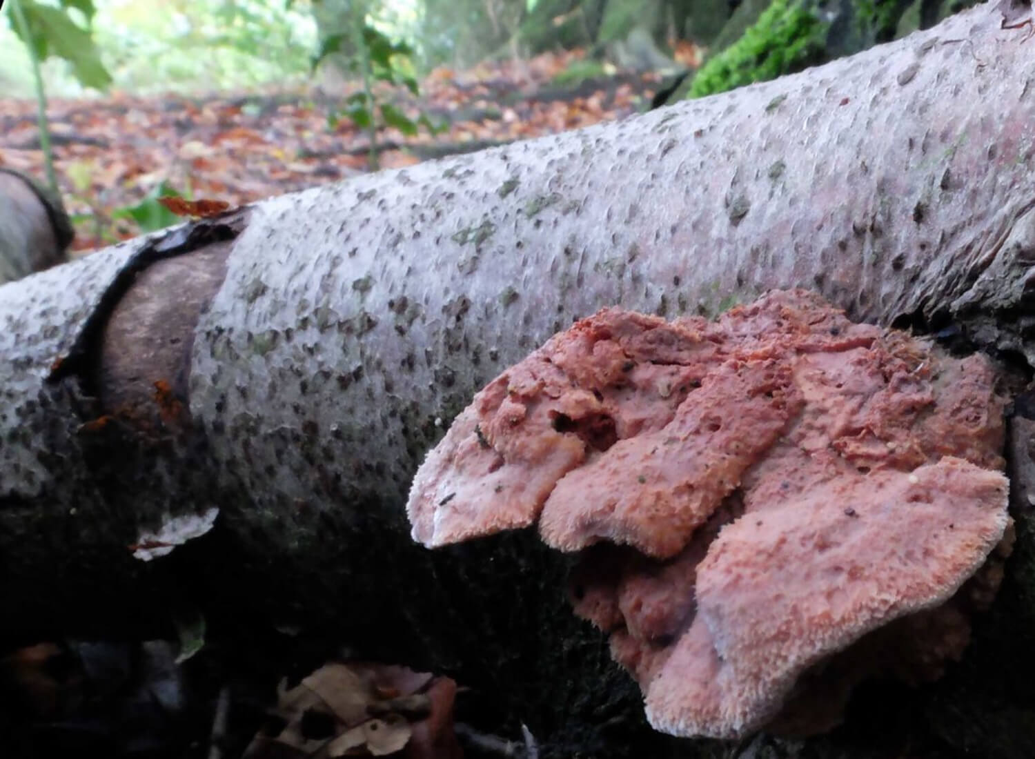 Cinnamon Fungus