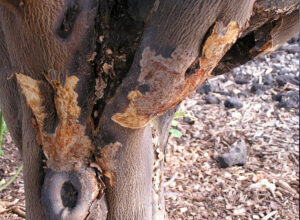 Common Tree Diseases in Australia Identification and Prevention