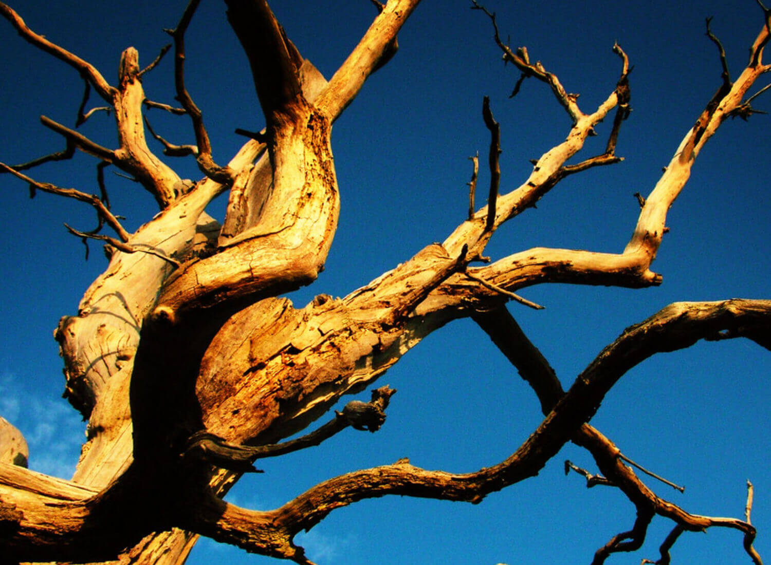 Dead Branches