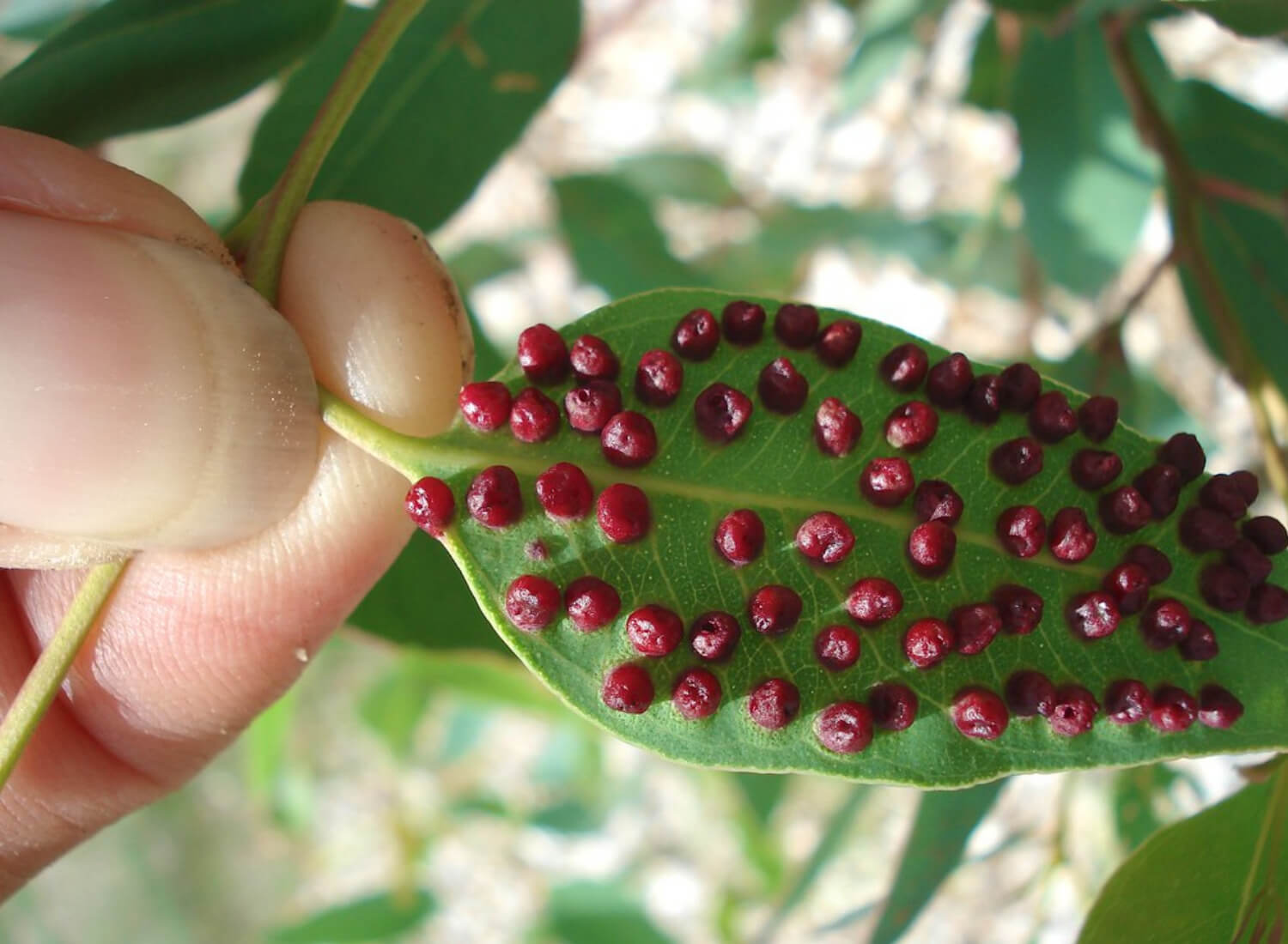 Eucalyptus Gall Wasp