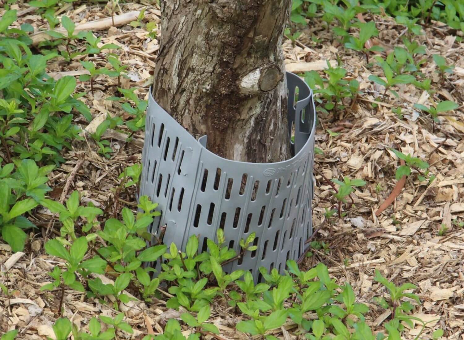 How to Protect Trees on Private Property