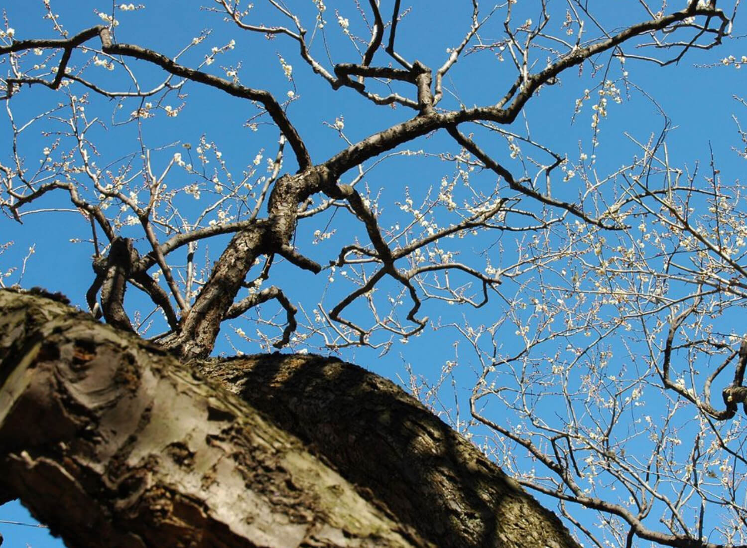 Impact on Tree Vitality