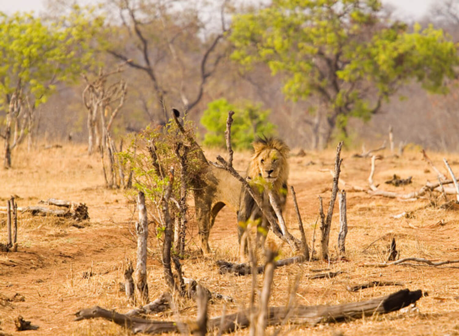 Loss of Biodiversity