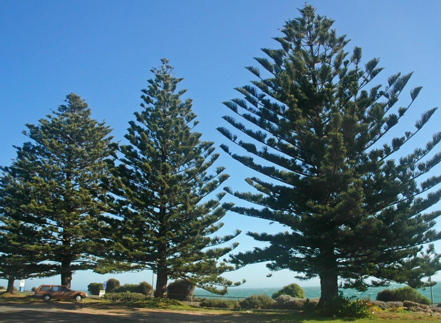 What is a Regulated Trees