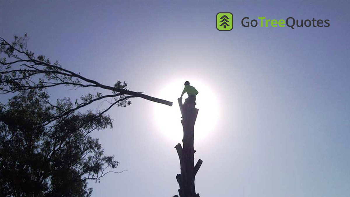 Tree Removal New South Wales - Go Tree Quotes