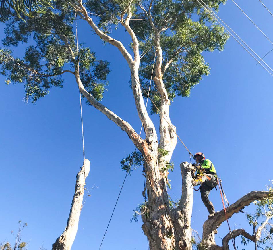 How Much It Costs to Remove a Tree in Brisbane