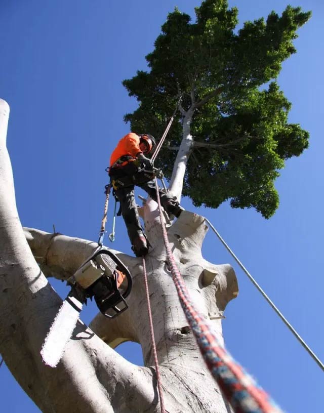 Tree Removal Service North Brisbane