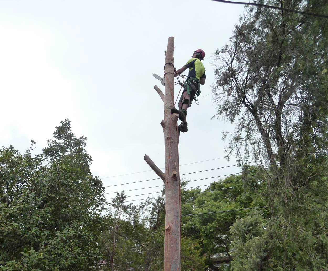 Ben McInerney safely removing a sydney red gum