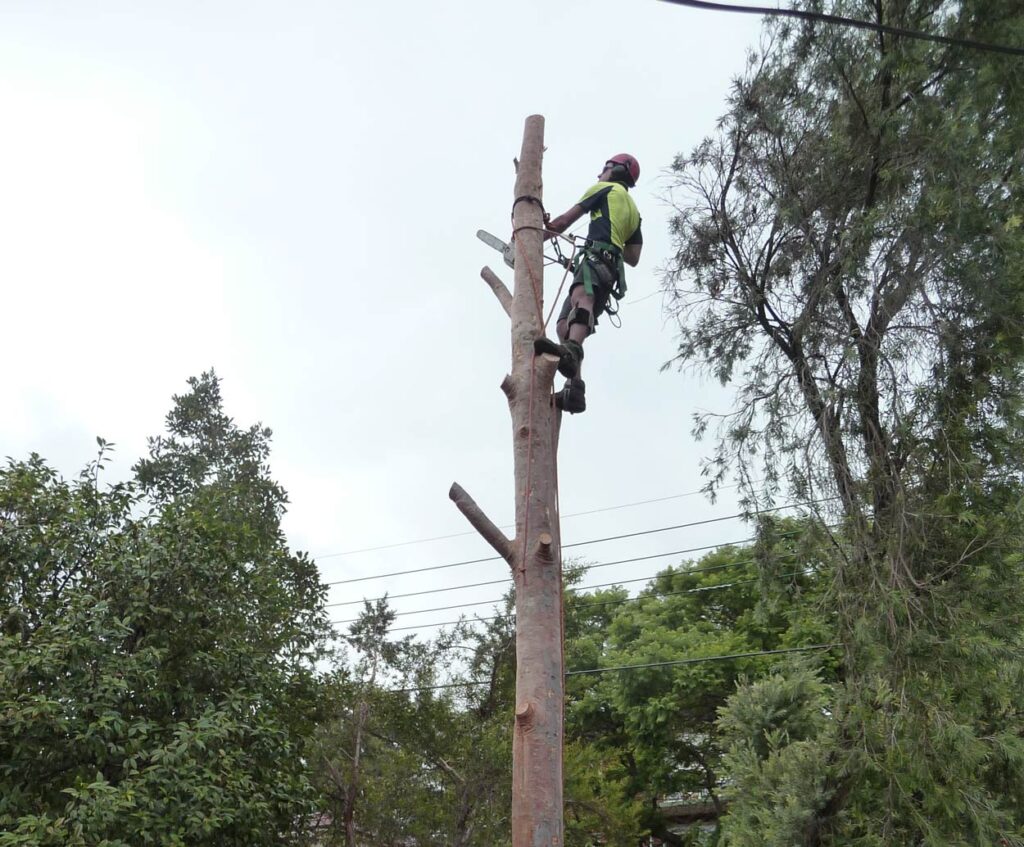 Ben McInerney-safely removing a Sydney Red Gum