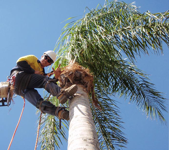 Expert Palm Tree Trimming