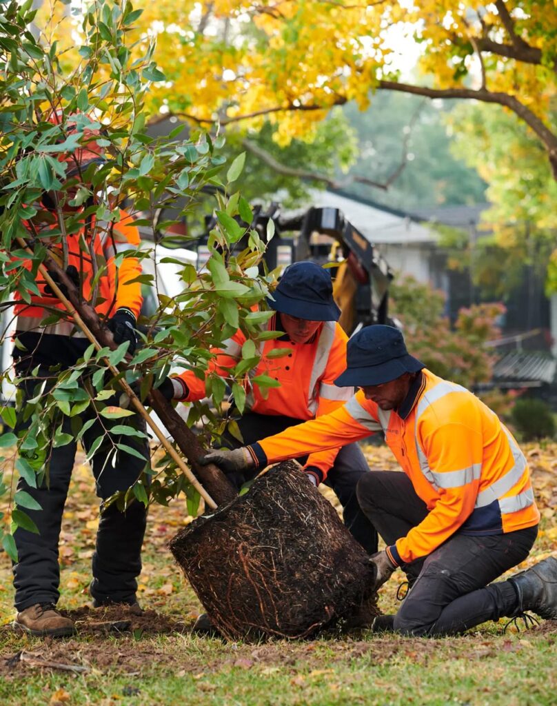 Planting Large Sapling