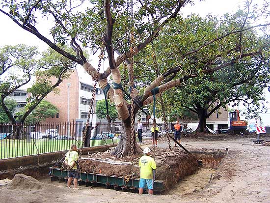 Transplanting Large Fig