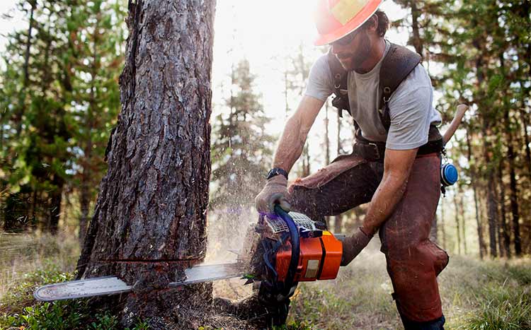 Do-I-Need-A-Permit-to-Cut-Down-a-Tree-on-My-Property