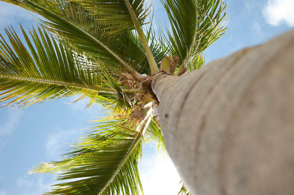 Palm tree before removal