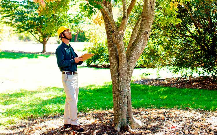 Cost of tree inspection by arborist