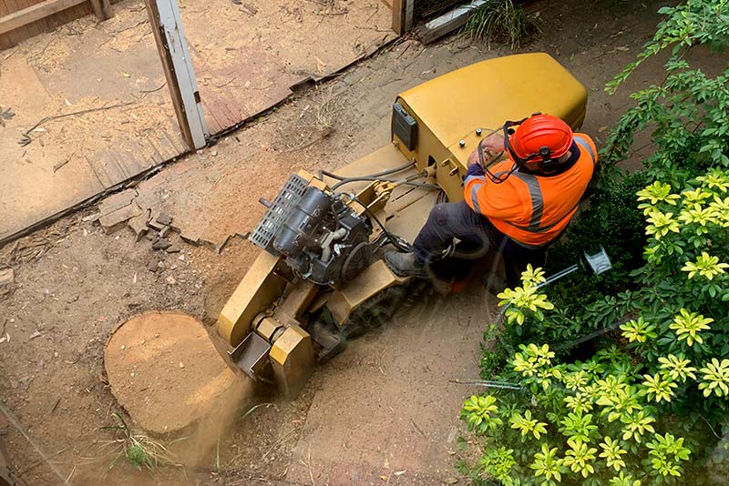 Best Way to kill a tree stump