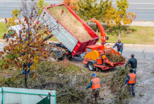 Tree removal inner west Sydney